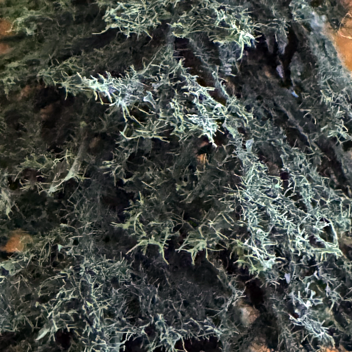 Multi-scale 12" Tall Detailed Pine Tree